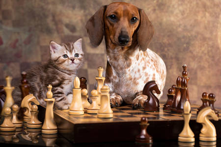 Dachshund and kitten at the chessboard