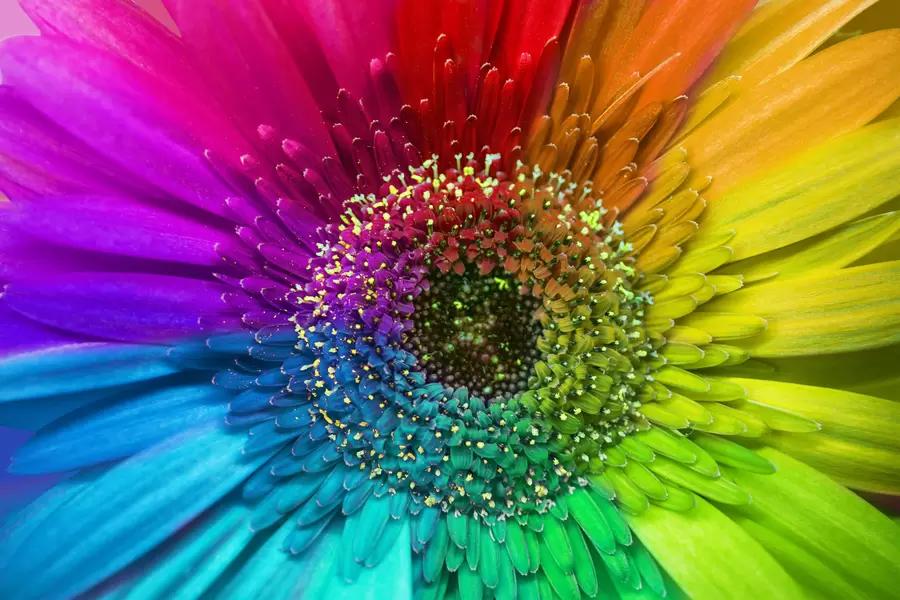 Gerbera multicolorida
