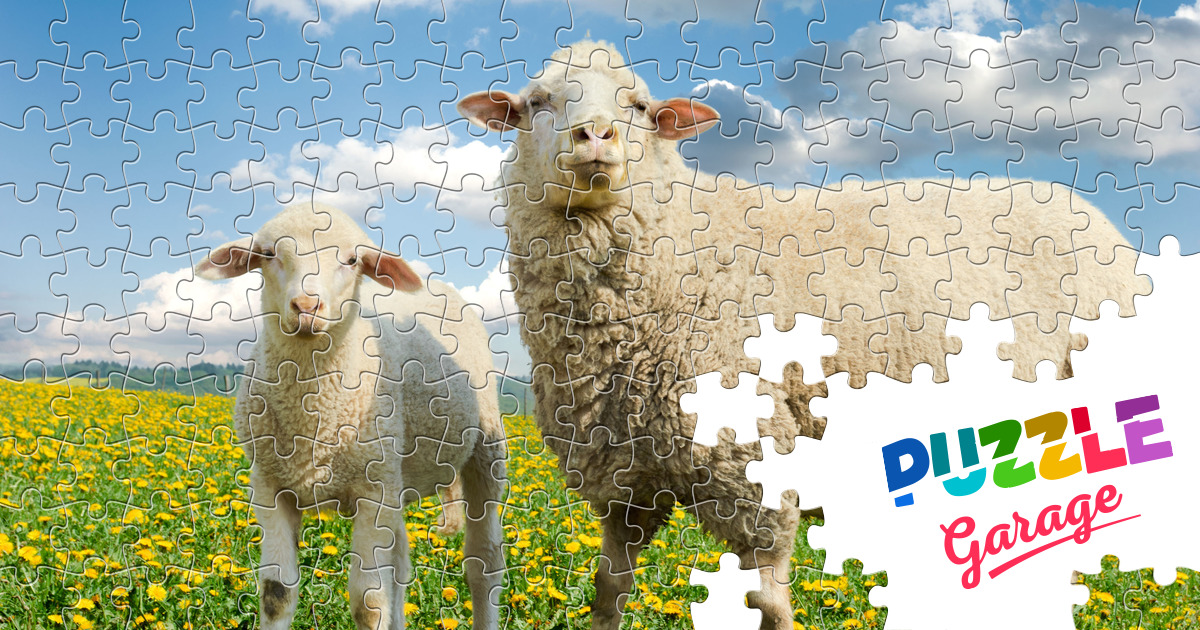 Sheep in the field Jigsaw Puzzle (Animals, Pets) | Puzzle Garage