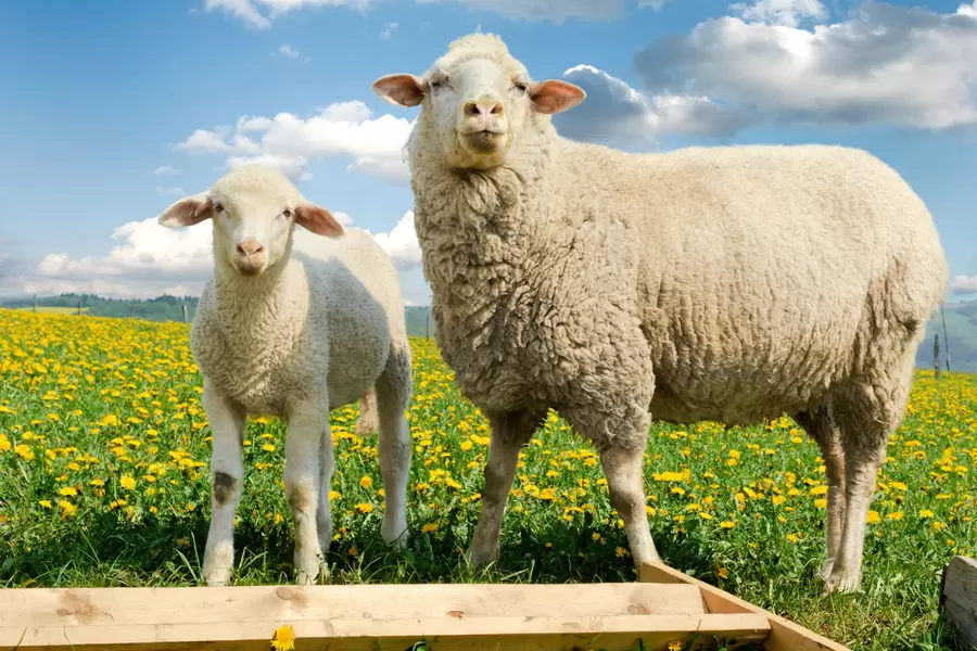 Schapen in het veld