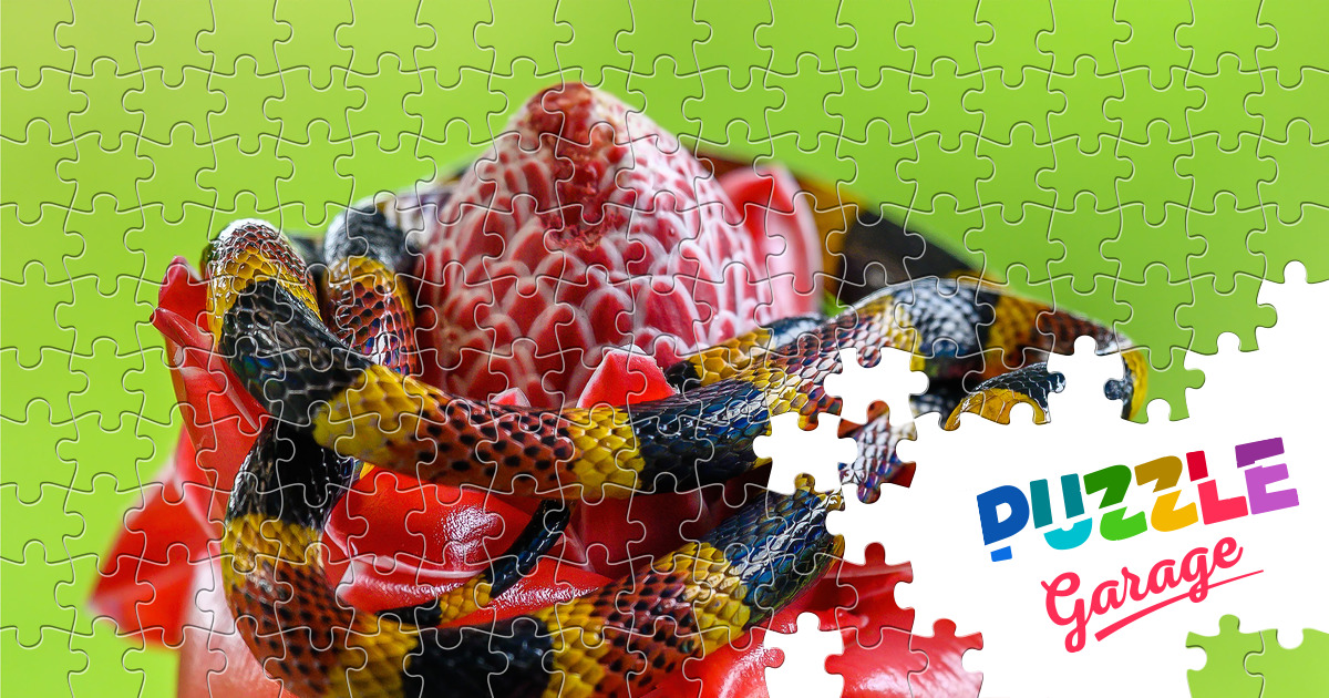 Coral Snake Jigsaw Puzzle (Animals, Reptiles) | Puzzle Garage