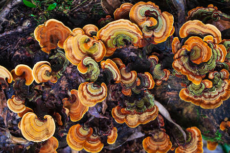 Cogumelos coloridos na árvore