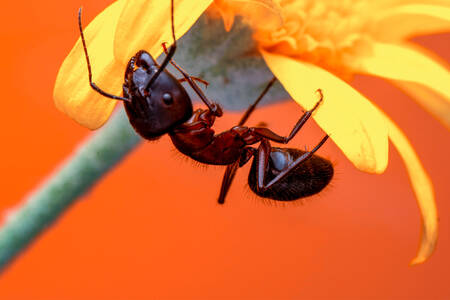 Red ant