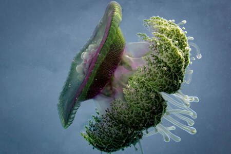 Zelena meduza