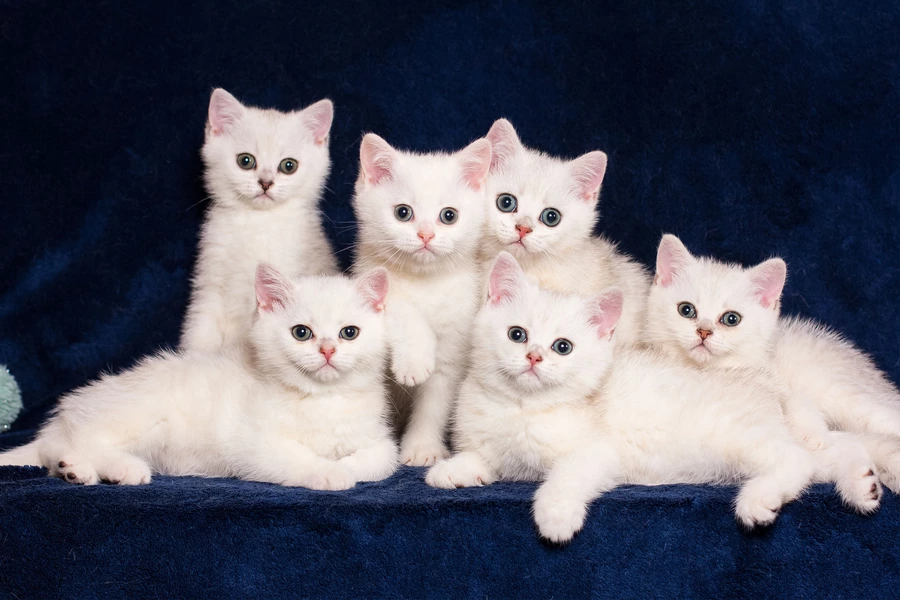 Белые котята