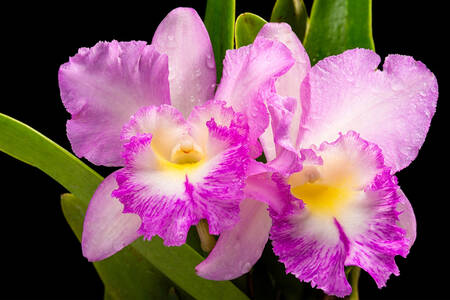 Purple orchids on black background