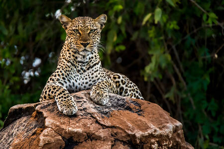 Afrikansk leopard