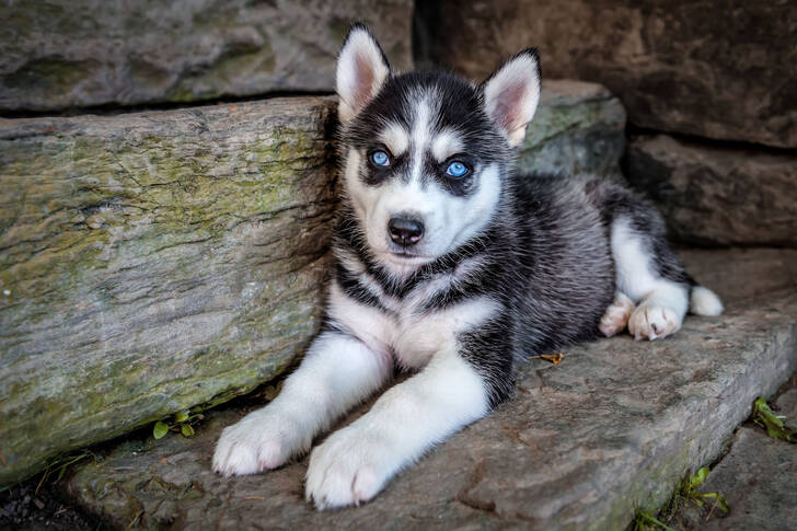 Husky szczeniak na schodach