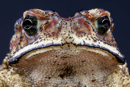 Malayan toad