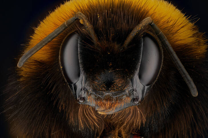 Yaban arısı portresi