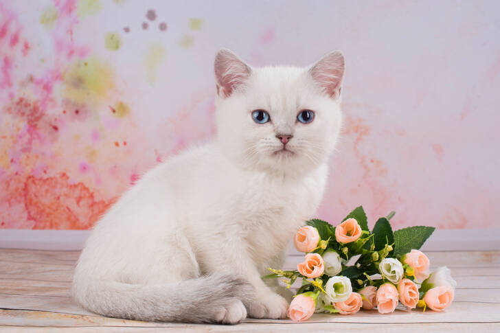 White kitten with flowers