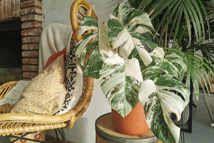 Kamerplanten in het interieur