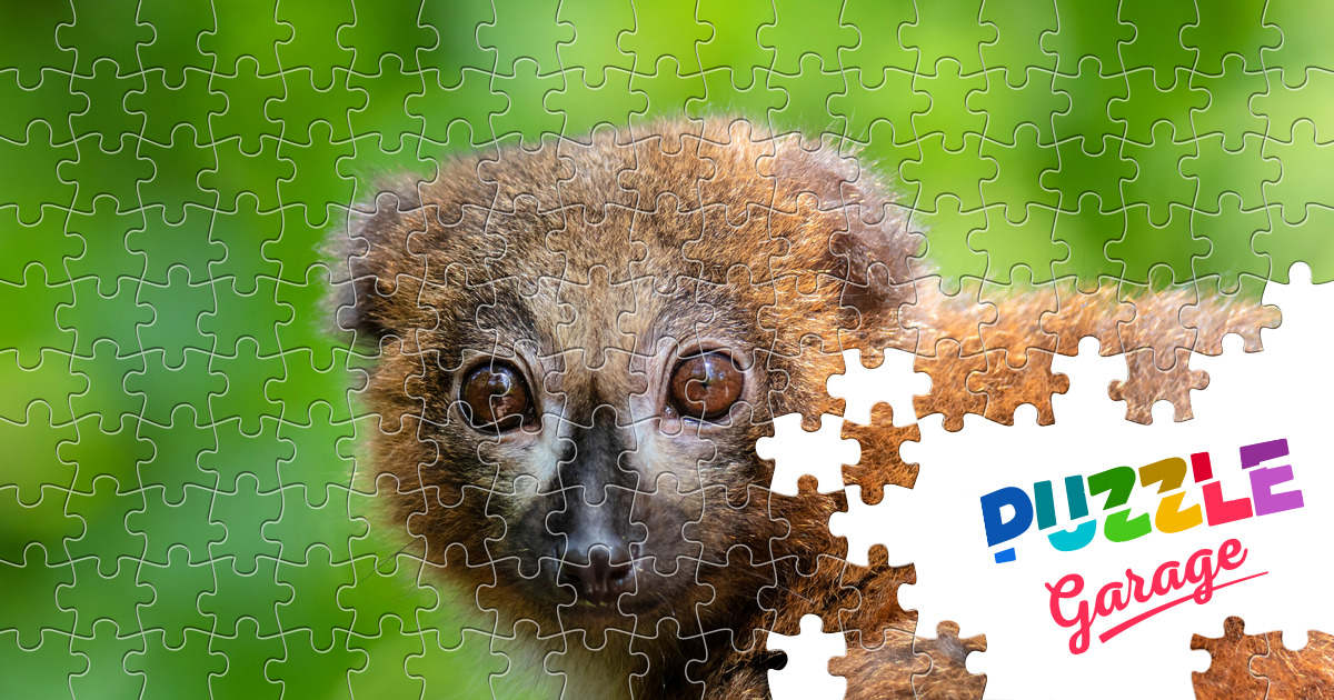 Redbellied lemur Jigsaw Puzzle (Animals, Primates) Puzzle Garage