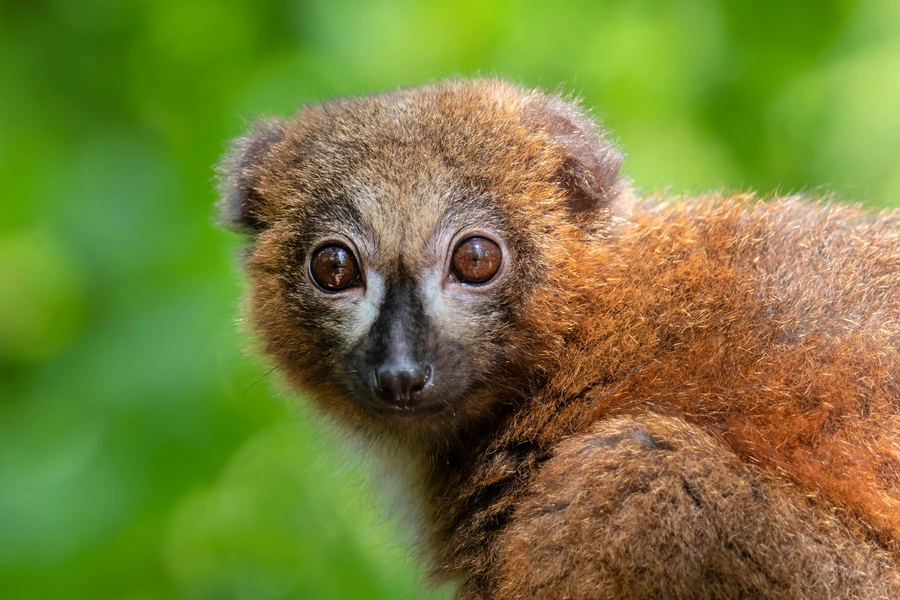 Crvenotrbuši lemur