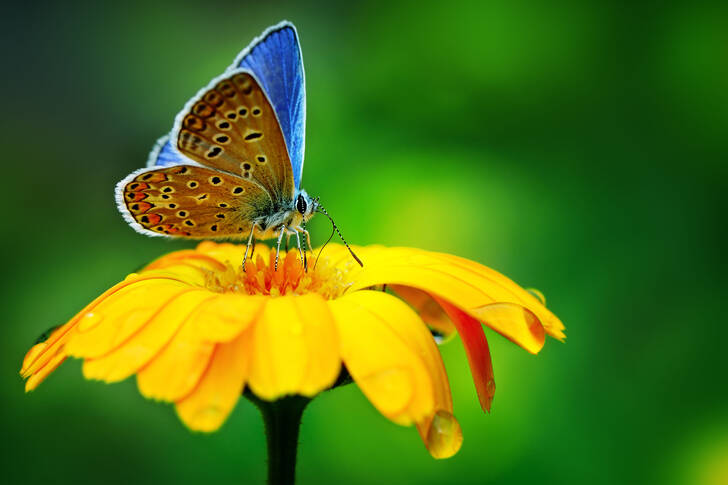 Синя пеперуда върху жълто цвете
