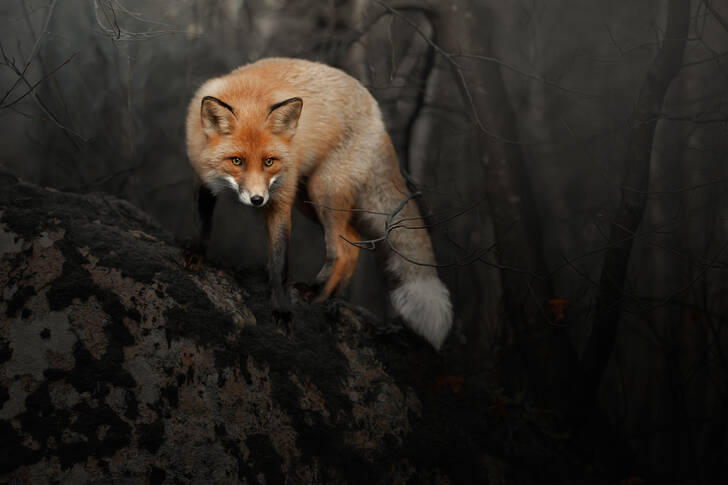 Fox on the stone