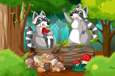 Raccoons in the forest