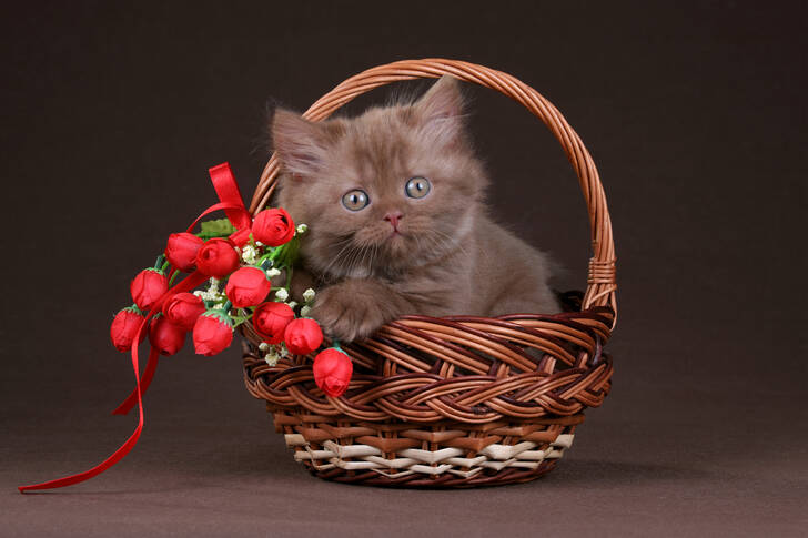 Katje in een mand met bloemen
