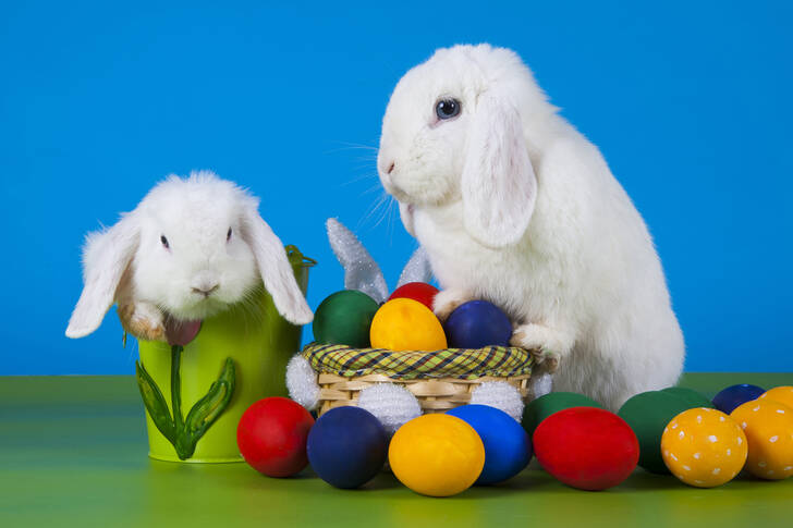 Conejos blancos y huevos de Pascua.