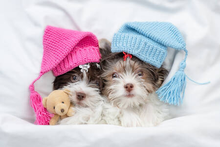 Puppies in hats