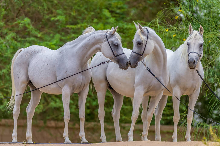 Cavalos árabes