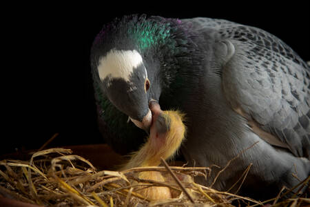 Pigeon feeding a chick