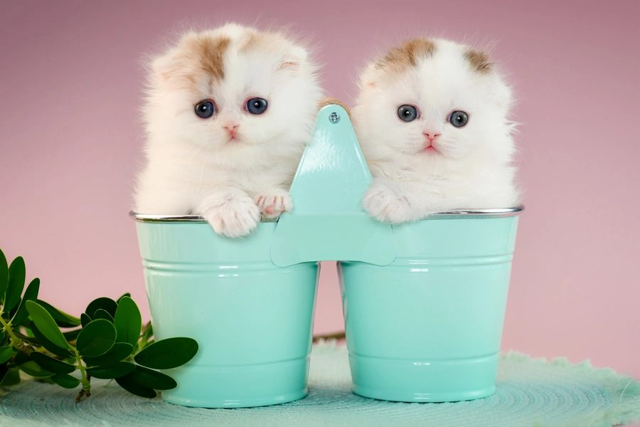 Pisoi Scottish fold