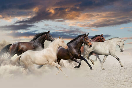 Horses running through the desert