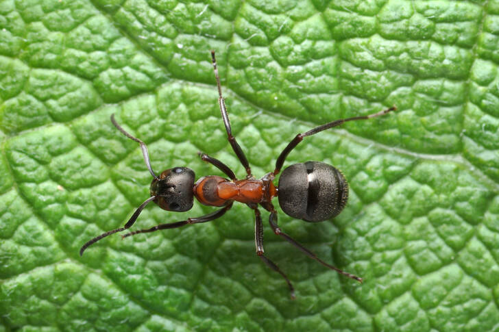 Mrówka na zielonym liściu