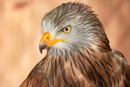 Portrait of a red kite