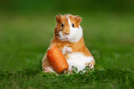 Cochon d'Inde aux carottes