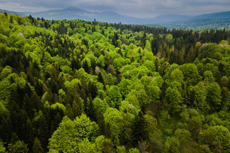 Árvores nas montanhas Bieszczady