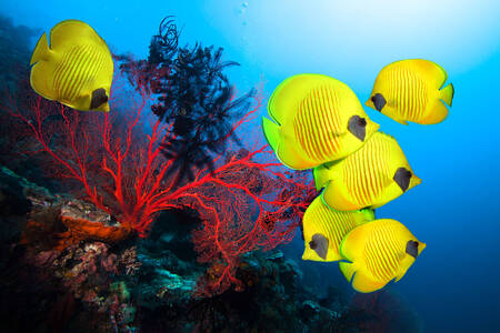 Рыбы-бабочки на коралловом рифе