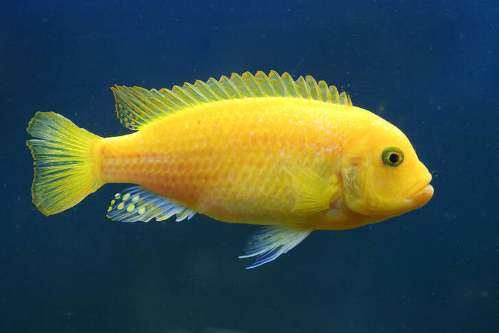 Pește galben