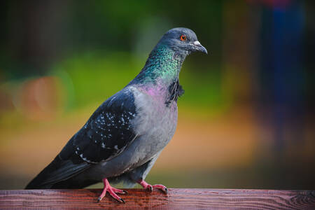 Pigeon gris-bleu