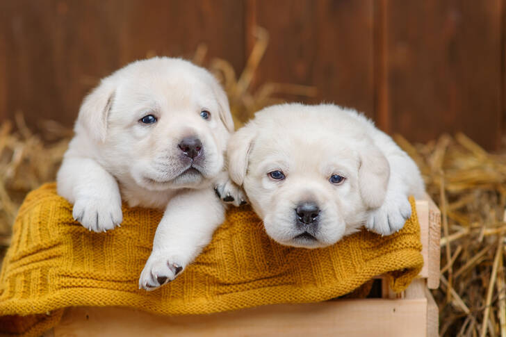 Twee witte puppy's