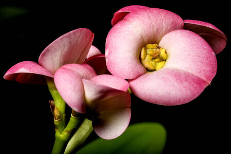 Flor "Espinho de Cristo"