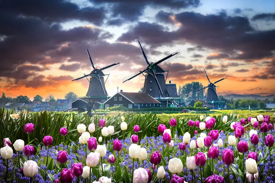 Champ de tulipes et moulins à vent