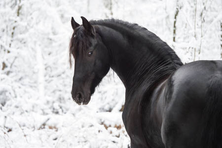 Hest på en sneet baggrund