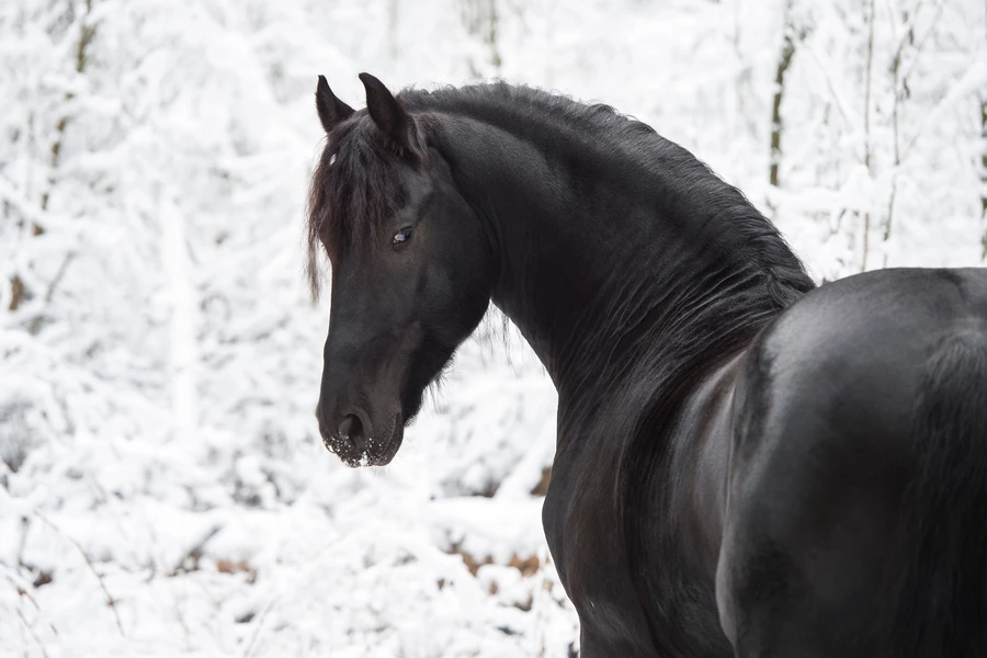 Paard op een besneeuwde achtergrond
