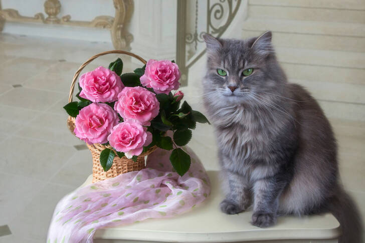 Kitten and a basket of roses