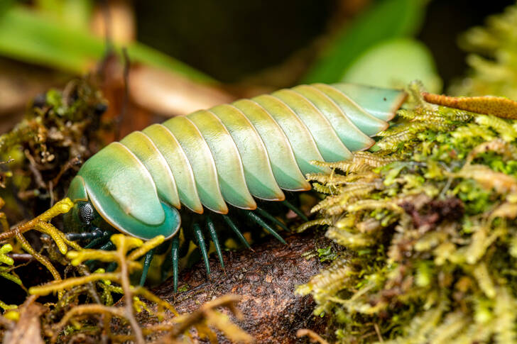 Madagascar centipede