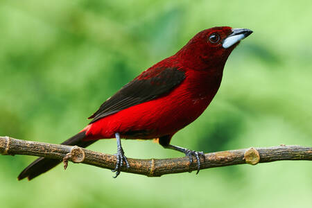 Tanager merah padam