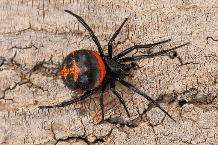 Black Widow Spider
