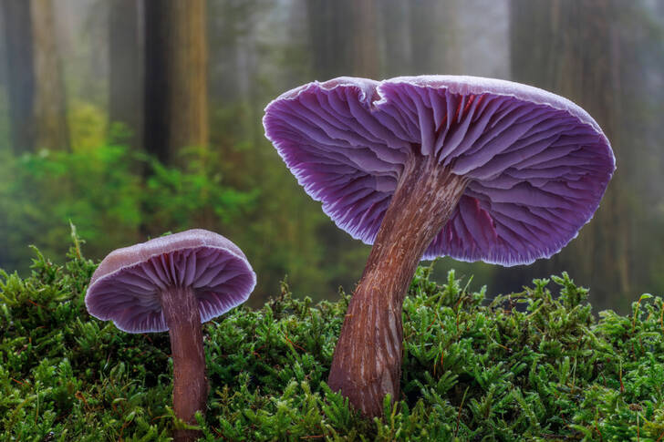 Jamur ungu hutan