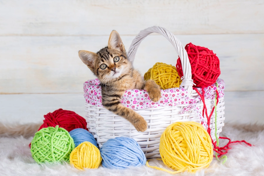 Gestreept kitten in een mand