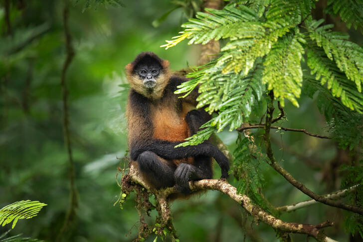 Singe-araignée de Geoffroy