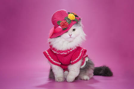 Cat in a dress and hat