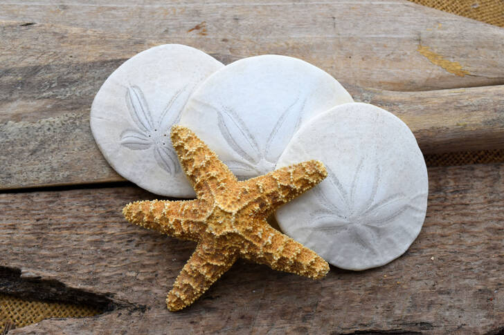Shells and a star