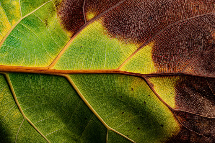 Autumn leaf close up